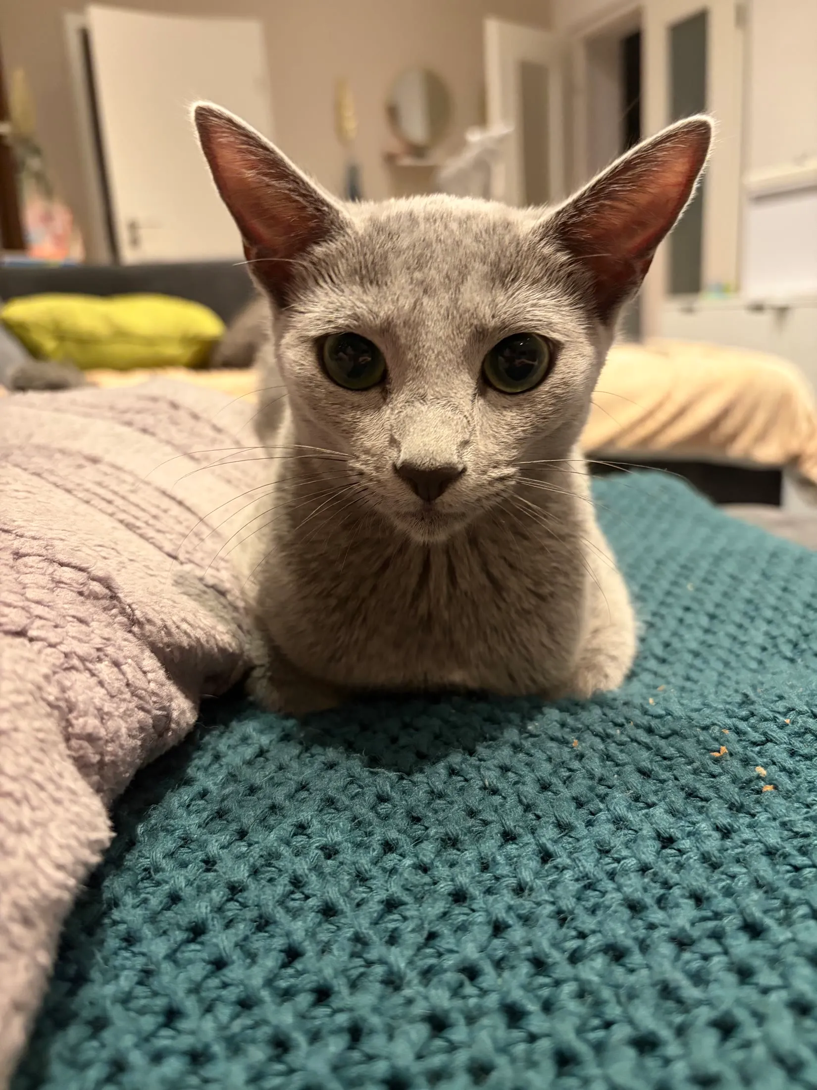 Russisch Blau Katze Alea
