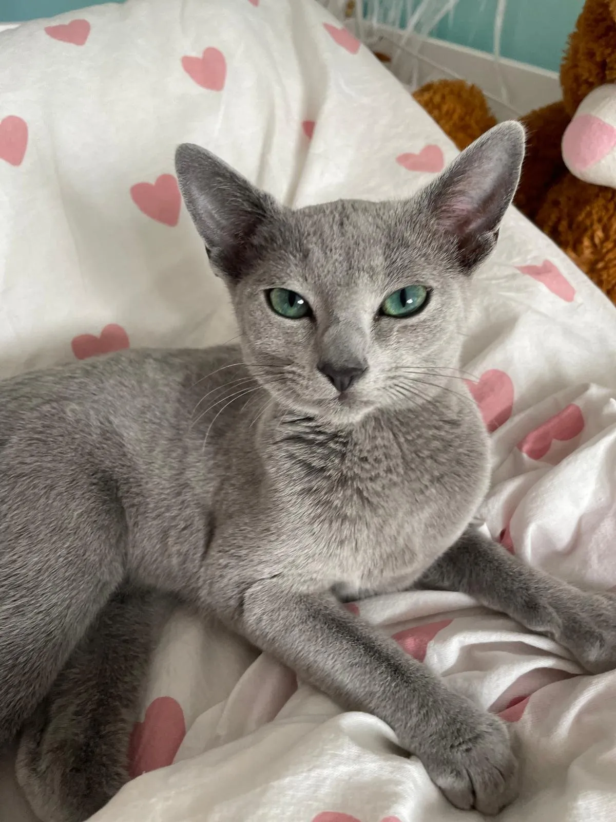 Russisch Blau Katze Alea