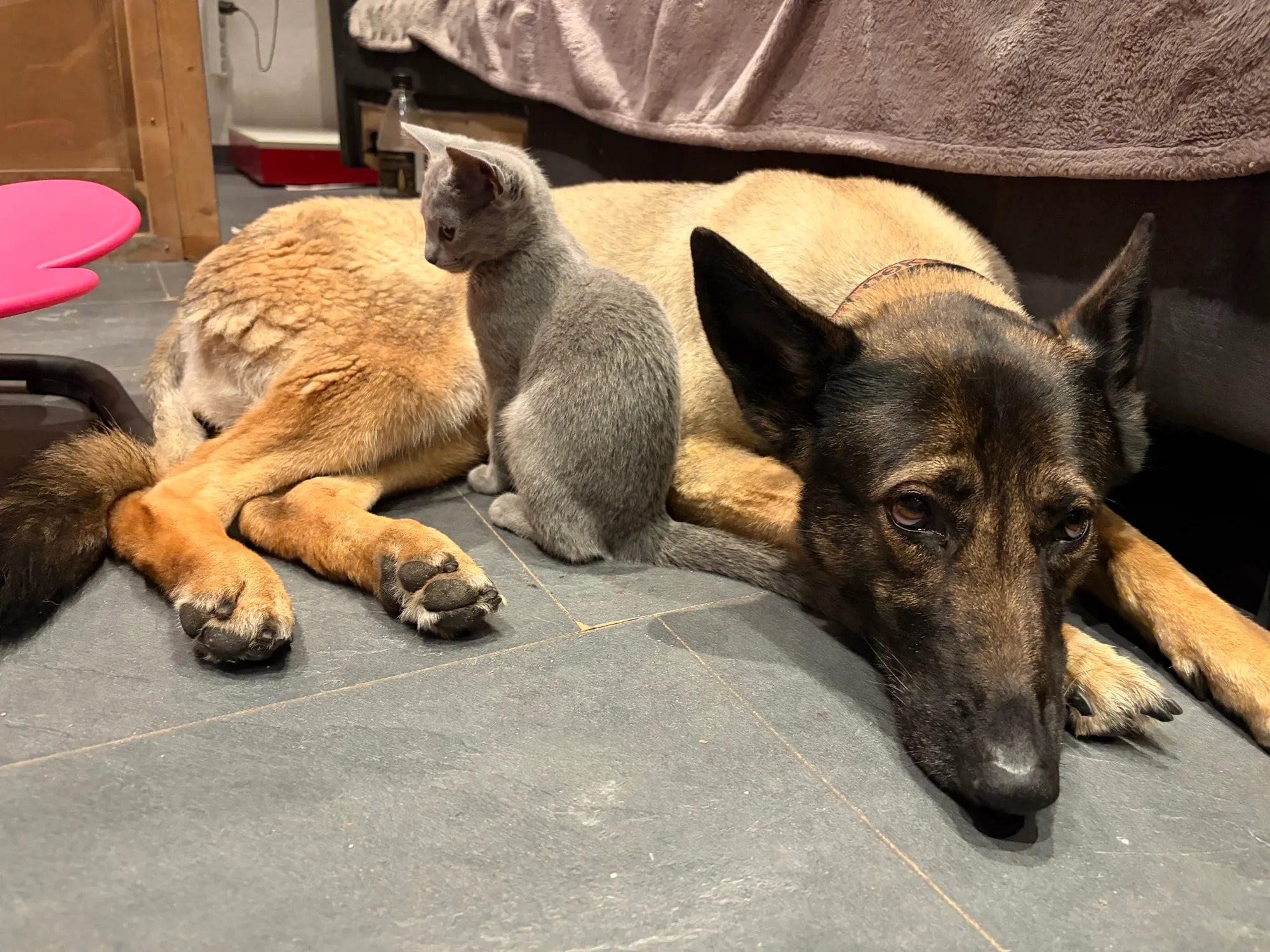 Beste Freunde: Hund und Kitten