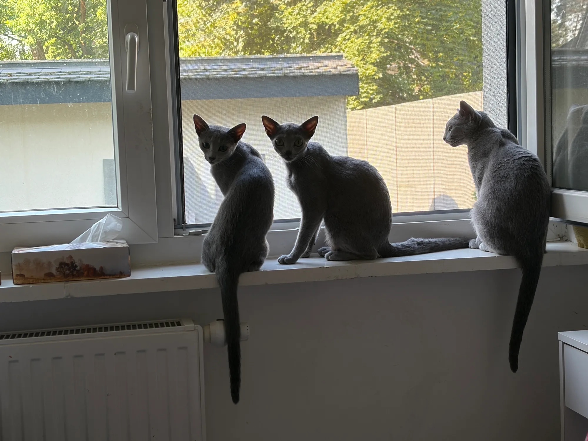 Aussicht vom Fensterbrett