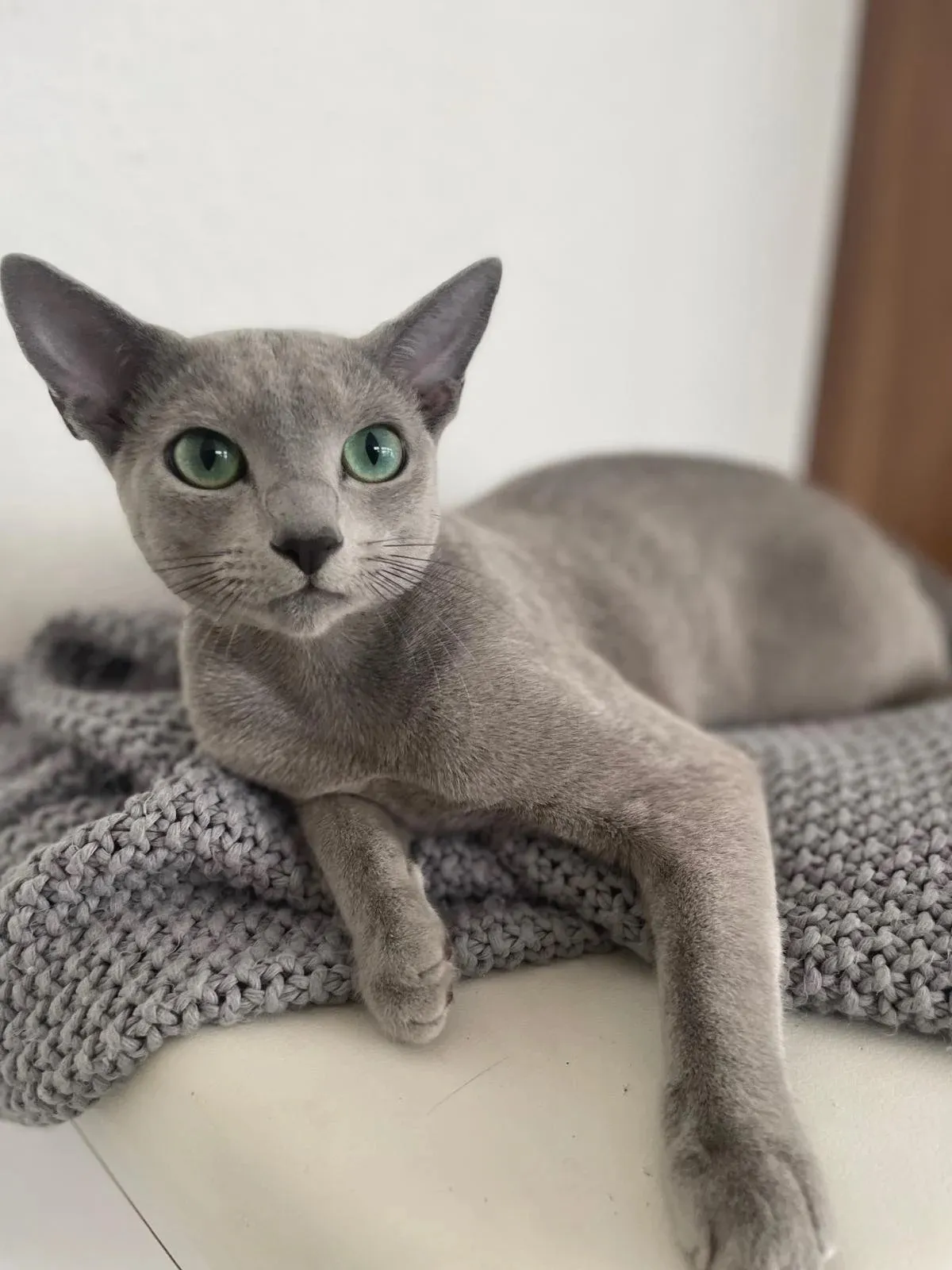 Russisch Blau Katze Django
