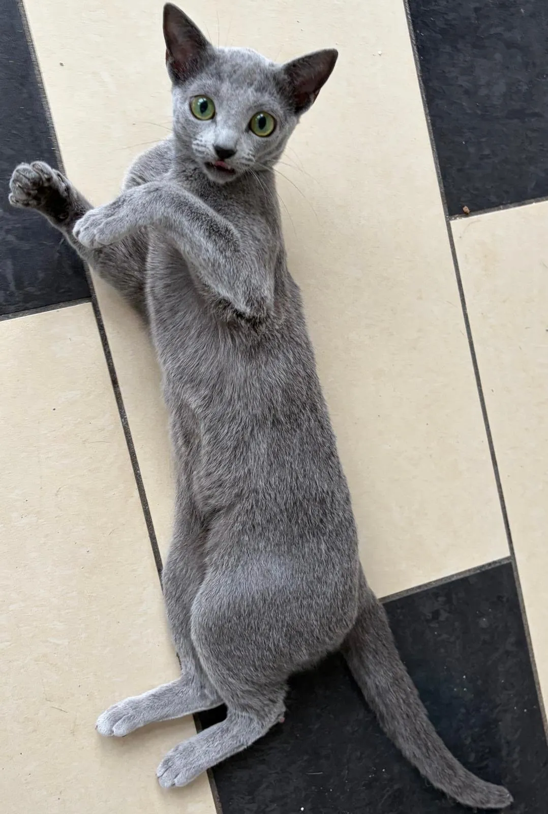 Russisch Blau Katze Dove