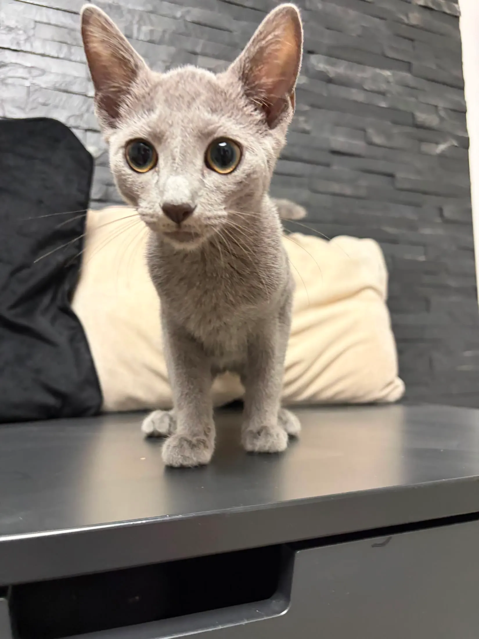 Russisch Blau Katze Fairy