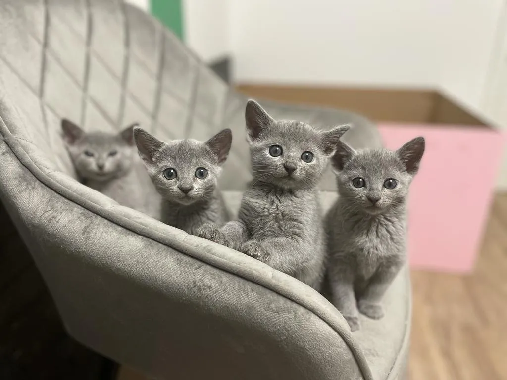 Vier Russisch Blau Kitten schauen über eine Sessellehne