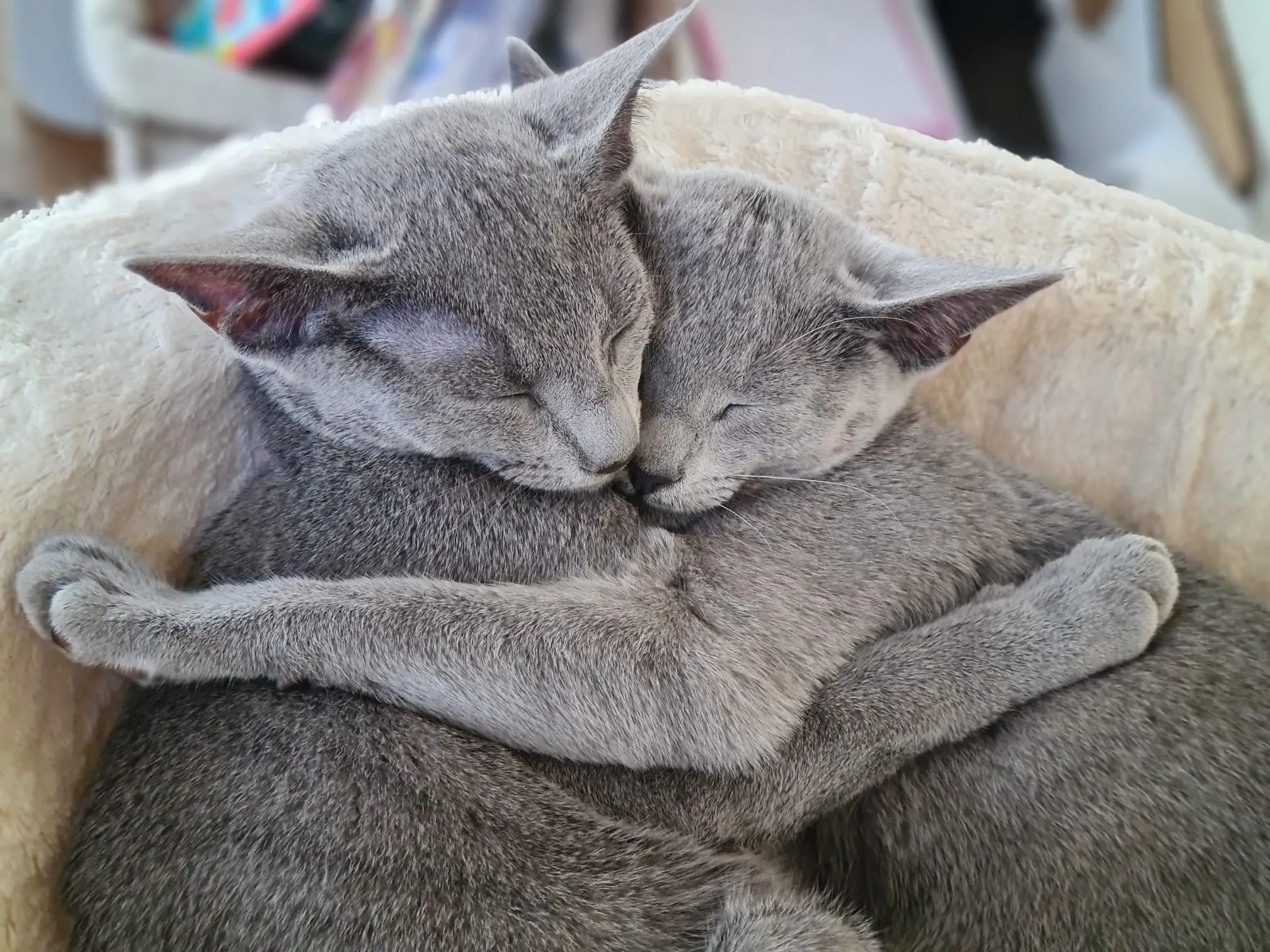 Zwei Katzen kuscheln eng aneinandergeschmiegt