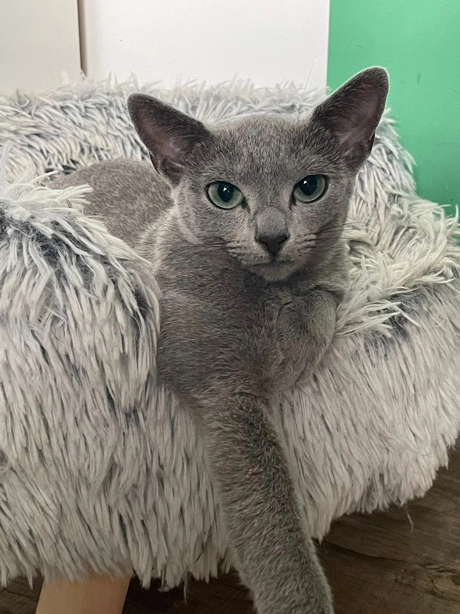 Russisch Blau Katze Nevia