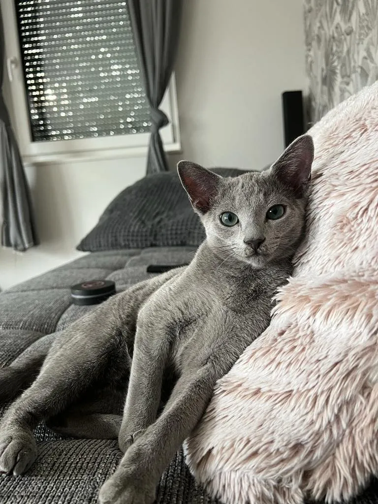 Russisch Blau Katzen Kallisto und Janus in ihrem neuen Zuhause