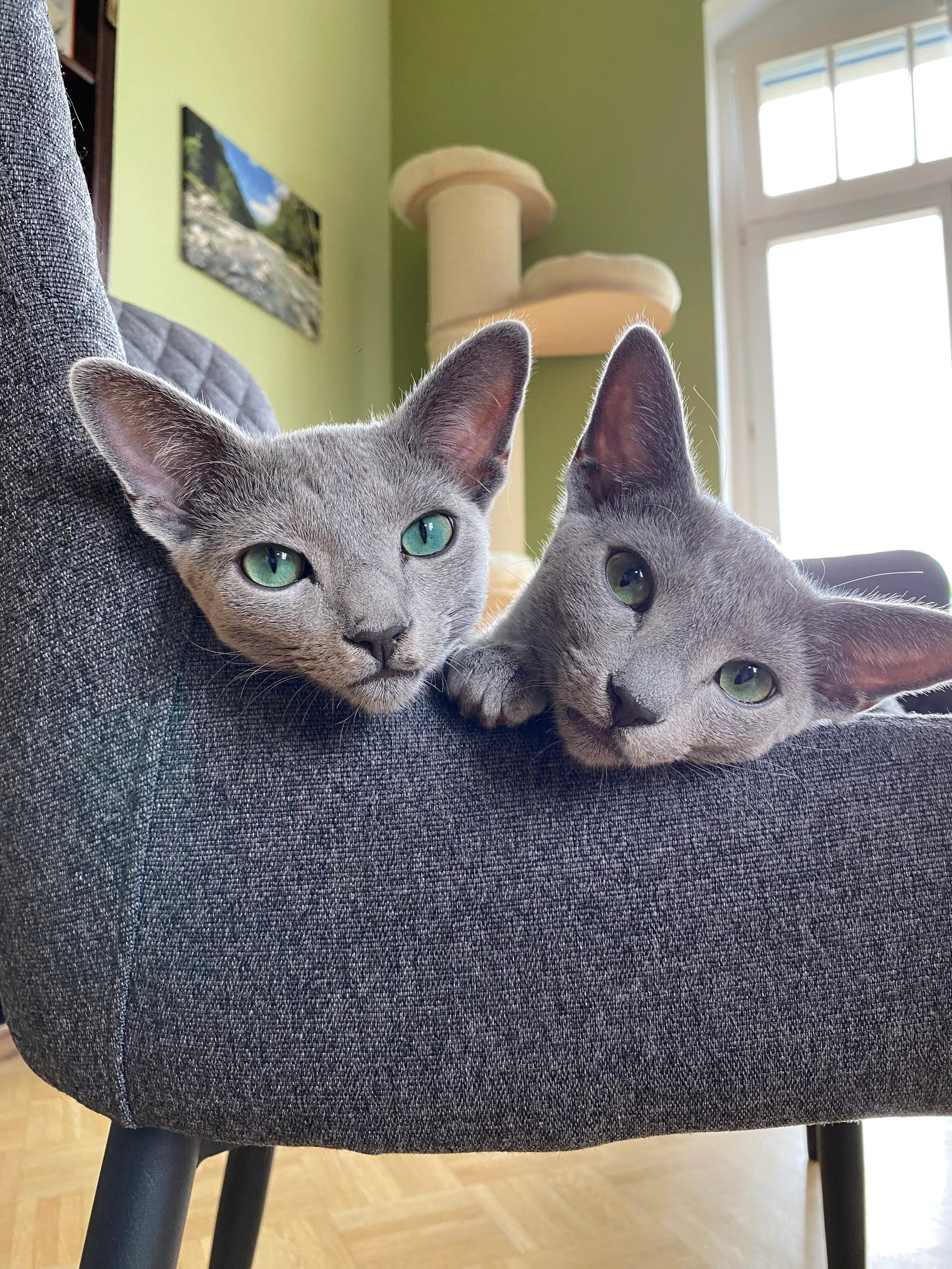 Russisch Blau Katze in ihrem neuen Zuhause