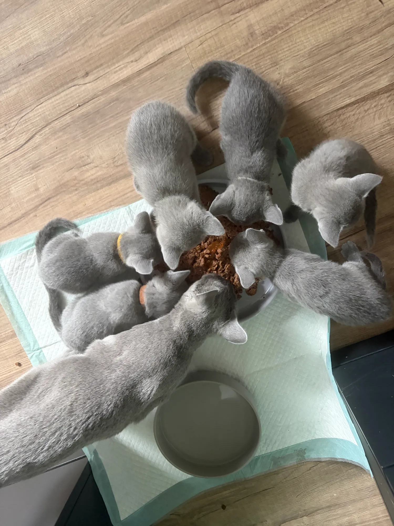 Bei Mama bestens versorgt
