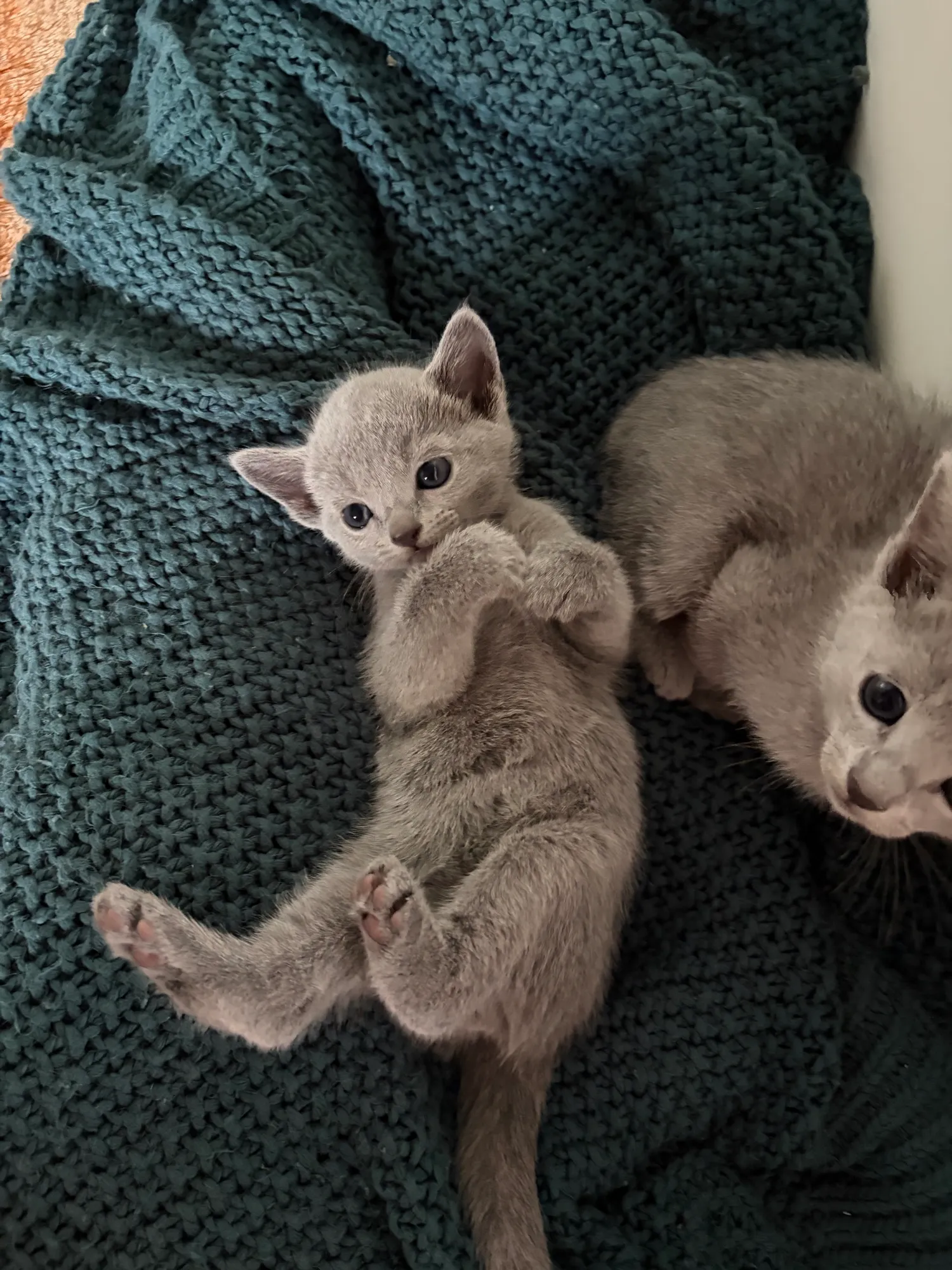 Kuschelzeit auf der Lieblingsdecke